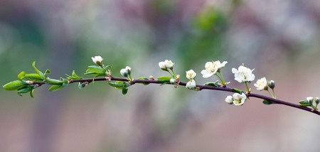 THE WINDS OF SPRING AND LIVER IMBALANCE